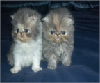 preciosa canada de gatitos persa disponible