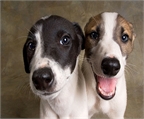 Los cachorros galgo italiano para la venta