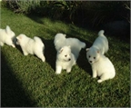 Cachorros American Eskimo en miniatura
