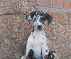 Cachorros gran danes