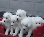 Los cachorros samoyedo para la adopción