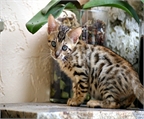 Bengala hermosos gatitos disponibles
