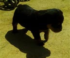 Perros Rottweiler para reserva