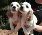 pareja de cachorros cocker