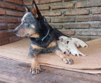 Vendo cachorros pastor Autraliano, madre de Estados Unidos y padre de Brasil, es una raza de perro muy inteligente con varias posibilidades.
<br>
<br>