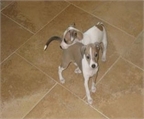 Cachorros de Galgo Italiano 