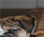 Ads with Photo