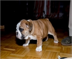 Ads with Photo