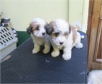 BICHON HABANERO CACHORROS