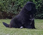 Cachorra Terranova Negra