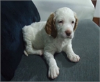Cachorro setter inglés macho