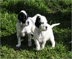 SETTER INGLES CACHORROS