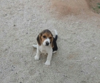 Regalones cachorros beagle de 2 meses