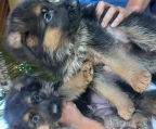 Cachorros pastor alemán 
<br>Nacieron el 14 de marzo 2024
<br>Hijos de padres inscritos kennel club de chile y chilcoa
<br>Se entregan con vacunas y deparacitaciones al día.
<br>Criados en ambiente Familiar y por Veterinarios.
<br>Consultas al whatsap +56981354053