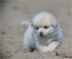 Blancas cachorros Pomerania