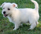 cachorros de la raza west highland white terrier
