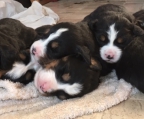cachorro boyero de berna