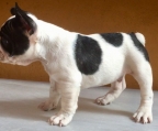 Bulldog francés localizados en Santiago de Chile