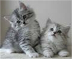 gatito siberiano lindo para la adopción