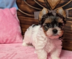 regalo cachorros de yorkshire<br><br>Preciosos cachorritos de Yorkshire de tamaño Toy y medianito, tienen dos meses y otros dos meses y medio de edad. Los entrego con las correspondientes vacunas, microchip, desparasitados completamente, con cartilla sanitaria veterinaria y garantía sanitaria por escrito. ±34 662269362