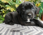 Hermosos cachorritos disponibles, excelente carácter, protectores con el hogar y la familia.
<br>Desparacitados y con plan de vacunas al día.