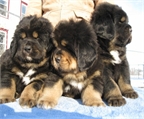 cachorros de mast�n tibetano en venta