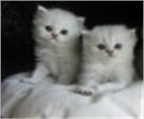 Macho y hembra persas gatos