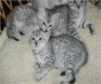 Mau egipcio plata gatitos... 4 chicas & 1 niño