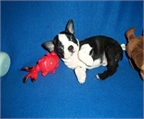 Ads with Photo