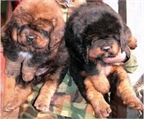 Mastines tibetanos cachorros en venta