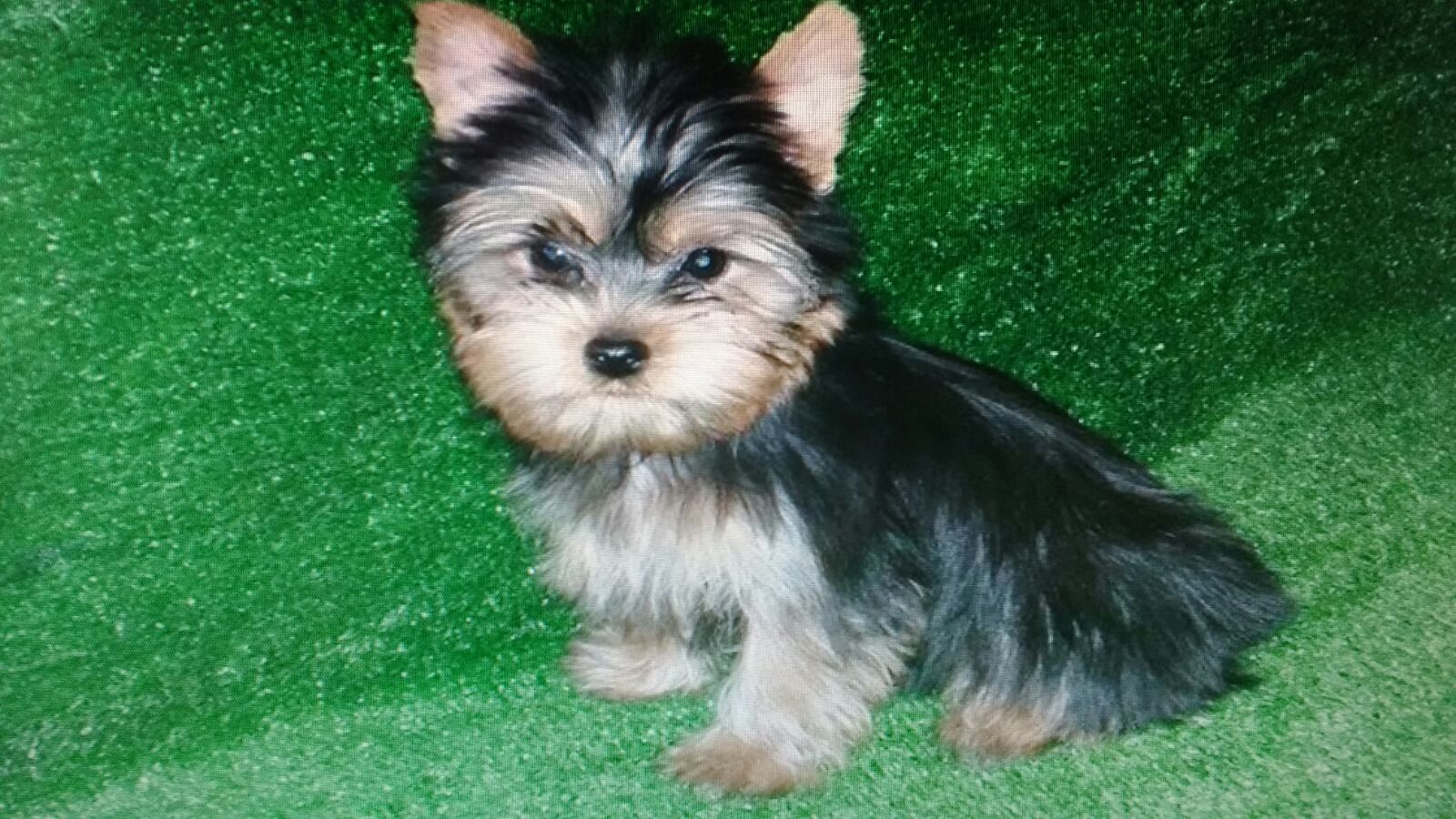 Perro Yorkshire Terrier