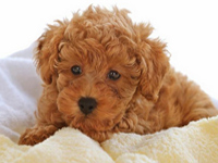 Poodle de pura raza desde $300.000 ENVIOS A REGIONES