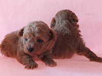Poodle de pura raza desde $300.000 ENVIOS A REGIONES