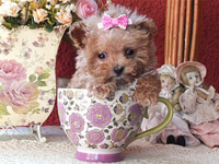 Poodle de pura raza desde $300.000 ENVIOS A REGIONES