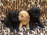 Poodle de pura raza desde $300.000 ENVIOS A REGIONES