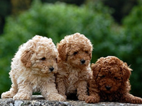 Poodle de pura raza desde $300.000 ENVIOS A REGIONES