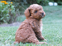 Poodle de pura raza desde $300.000 ENVIOS A REGIONES