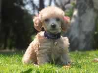 Poodle de pura raza desde $300.000 ENVIOS A REGIONES