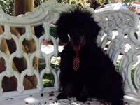 Poodle de pura raza desde $300.000 ENVIOS A REGIONES
