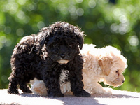 Poodle de pura raza desde $300.000 ENVIOS A REGIONES