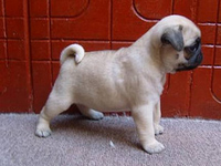 Perros Pug o Carlino en Chile, Venta de Pug o Carlino en Chile, venta de perros Pug o en Chile, Cachorros de Pug o Carlino en venta, Criadero de Pug o