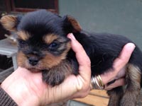 Yorkshire Terrier de pura raza En Santiago de Chile
