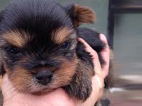 Yorkshire Terrier de pura raza En Santiago de Chile