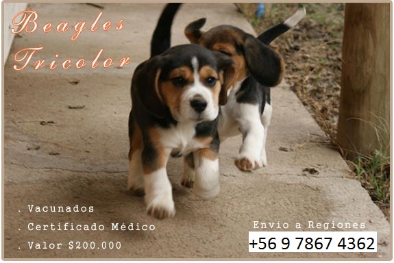 beagle
