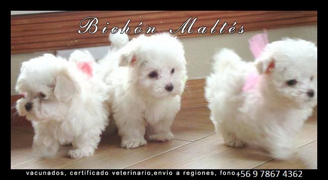 Cachorros Bichon Maltes toy en venta en Chile