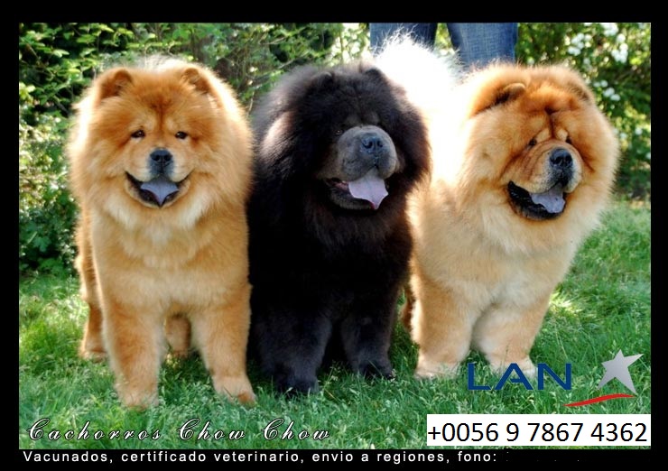 Perros Chow Chow En Chile Venta De Chow Chow En Chile Cachorros Chau Chau En Chile Cachorros De Chow Chow En Venta Criadero De Chow Chow En Chile Compra Venta De Perros Chow