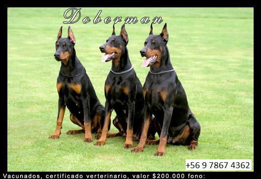Perros Doberman en venta en Chile