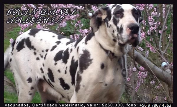 Cachorros Gran Danes en venta en Chile