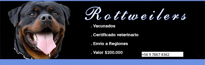 Cachorros Rottweiler en venta en Chile