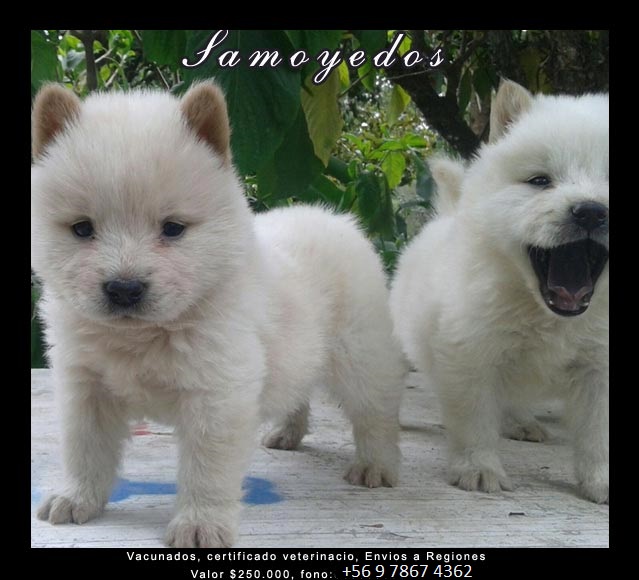 Cachorros Samoyedo en venta en Chile